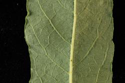 Salix lasiolepis. Lower surface of leaf.
 Image: D. Glenny © Landcare Research 2020 CC BY 4.0